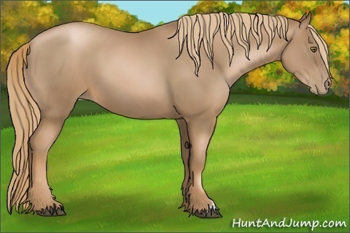 Horse Color:Liver Chestnut Pearl 
