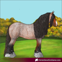 Horse Color:Bay Roan 
