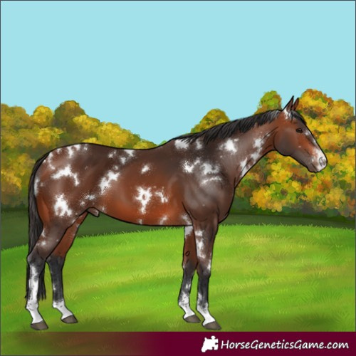 Horse Color:White Spotted Bay 