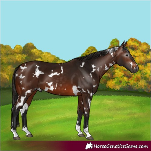 Horse Color:Gray White Spotted Bay 