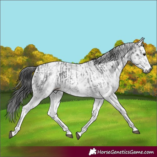 Horse Color:Gray White Spotted Black  and Gray White Spotted Black 