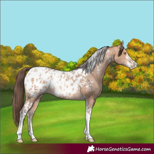 Horse Color:Amber Champagne Sabino Tobiano Appaloosa and Amber Champagne Sabino Tobiano Appaloosa