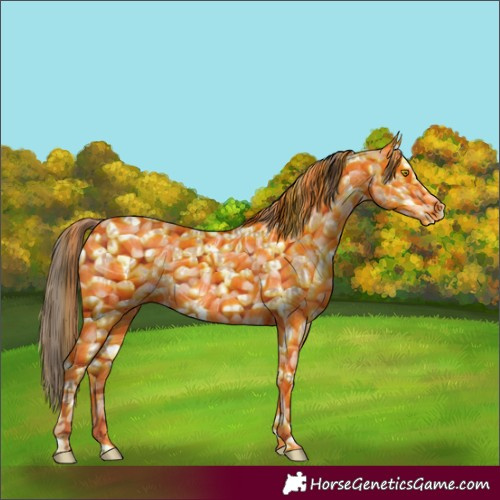 Horse Color:Amber Champagne Sabino Tobiano Appaloosa and Amber Champagne Sabino Splash Tobiano Appaloosa