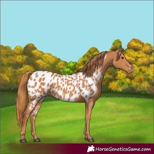 Horse Color:Chestnut Appaloosa