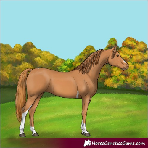 Horse Color:Chestnut Tobiano