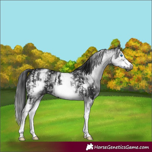 Horse Color:Gray White Spotted Smoky Black Frame  and Gray White Spotted Smoky Black Frame 