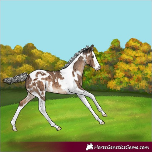 Horse Color:White Spotted Silver Brown Dun Splash Tobiano Brindle 