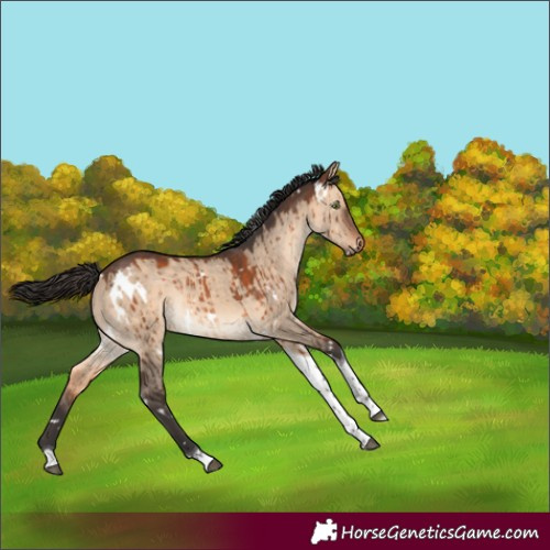 Horse Color:White Spotted Brown Dun Tobiano Rabicano Brindle