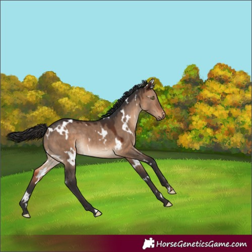 Horse Color:White Spotted Brown Dun Rabicano 