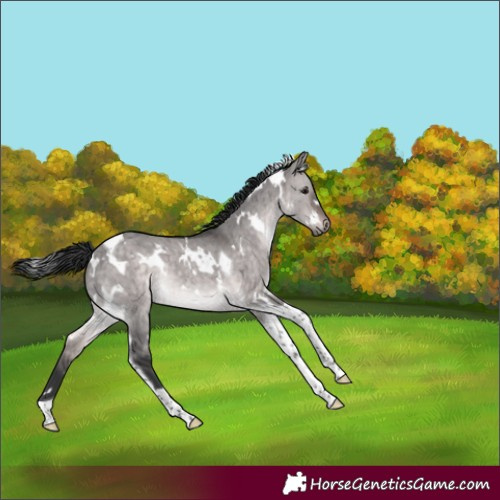 Horse Color:Platinum White Spotted Brown Dun Tobiano Brindle