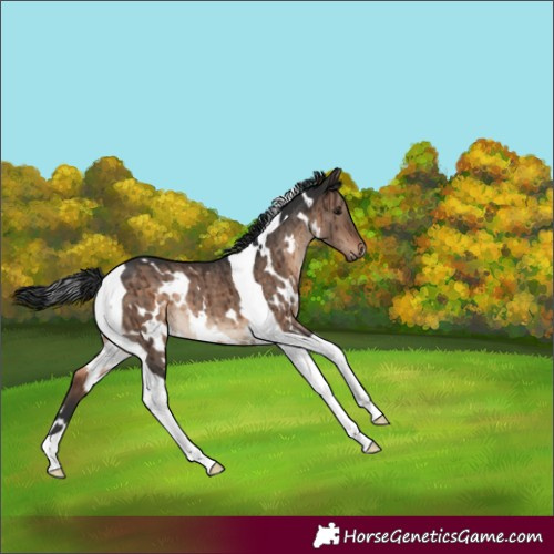Horse Color:White Spotted Brown Dun Tobiano Rabicano Brindle 