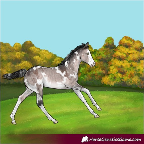 Horse Color:Platinum White Spotted Brown Dun Splash Rabicano Brindle 