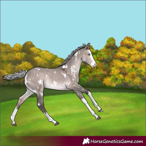 Horse Color:Platinum White Spotted Silver Brown Dun Splash Rabicano 