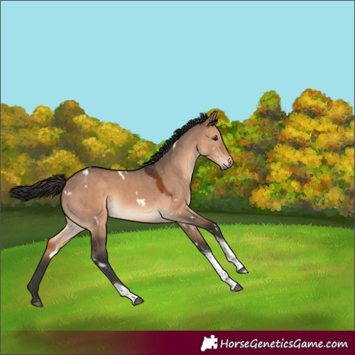 Horse Color:White Spotted Brown Dun Tobiano Rabicano 