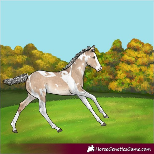 Horse Color:White Spotted Silver Brown Dun Splash Tobiano Rabicano 