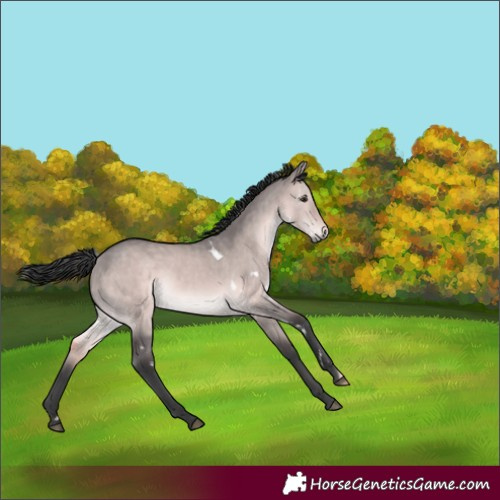 Horse Color:Platinum White Spotted Brown Dun Rabicano