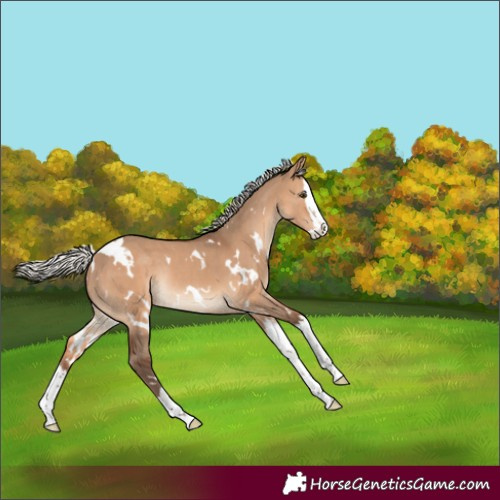 Horse Color:White Spotted Silver Brown Dun Splash Rabicano 