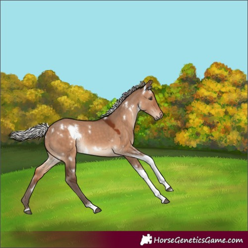 Horse Color:White Spotted Silver Brown Dun Tobiano Rabicano