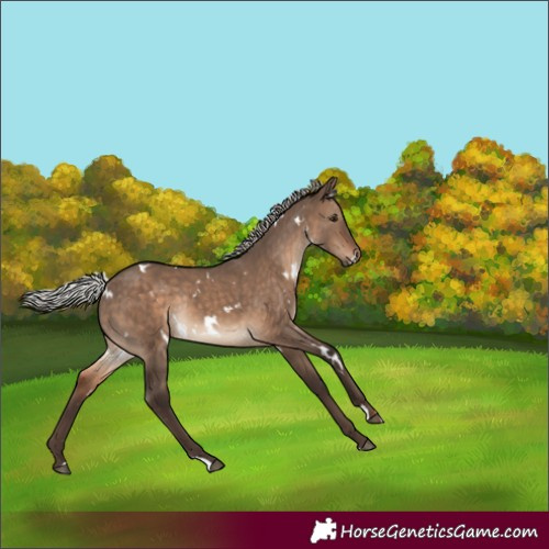 Horse Color:White Spotted Silver Brown Dun Rabicano 