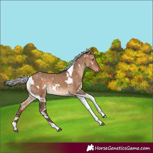 Horse Color:White Spotted Silver Brown Dun Tobiano Rabicano