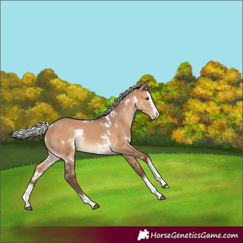 Horse Color:White Spotted Silver Brown Dun Splash Rabicano 