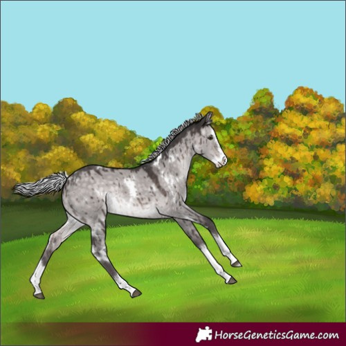 Horse Color:Platinum White Spotted Silver Brown Dun Splash Rabicano Brindle 