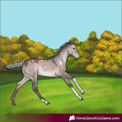Horse Color:Platinum White Spotted Silver Brown Dun Tobiano Rabicano