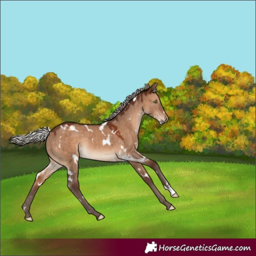 Horse Color:White Spotted Silver Brown Dun Rabicano 
