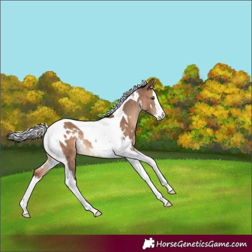 Horse Color:White Spotted Silver Brown Dun Splash Tobiano Rabicano