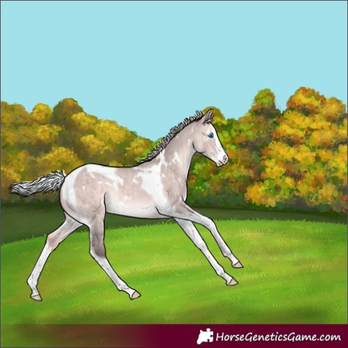 Horse Color:Platinum White Spotted Silver Brown Dun Splash Tobiano Rabicano 