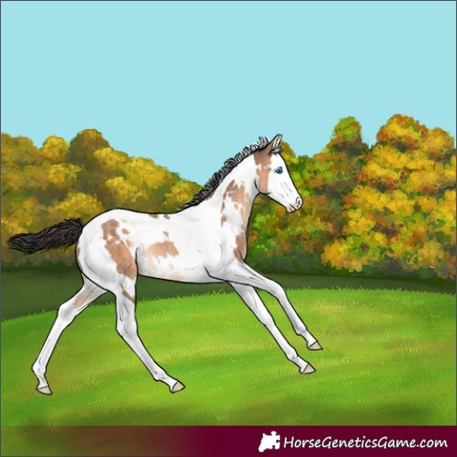 Horse Color:White Spotted Brown Dun Splash Tobiano Rabicano