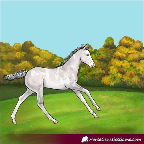 Horse Color:Platinum White Spotted Silver Brown Dun Splash Rabicano 