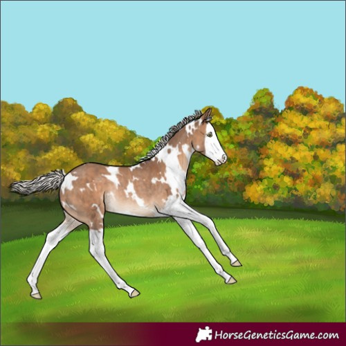 Horse Color:White Spotted Silver Brown Dun Splash Rabicano 