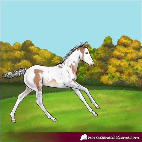 Horse Color:White Spotted Silver Brown Dun Splash Tobiano Rabicano 
