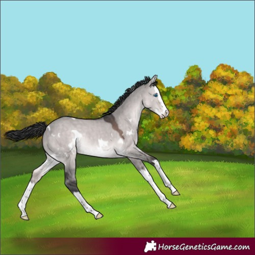 Horse Color:Platinum White Spotted Brown Dun Splash Rabicano