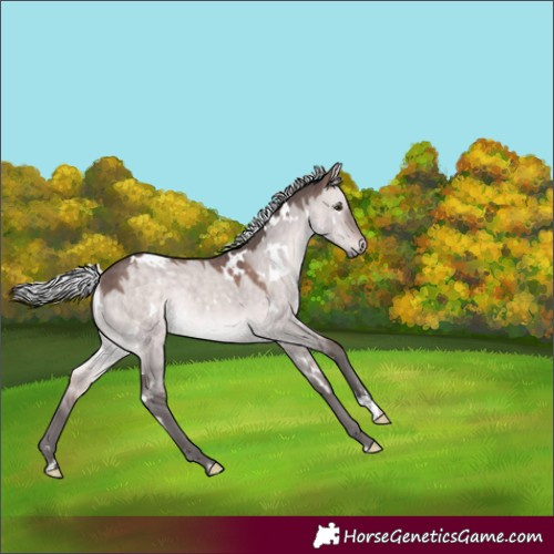 Horse Color:Platinum White Spotted Silver Brown Dun Rabicano 