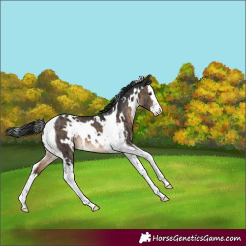 Horse Color:White Spotted Brown Dun Splash Tobiano Rabicano Brindle