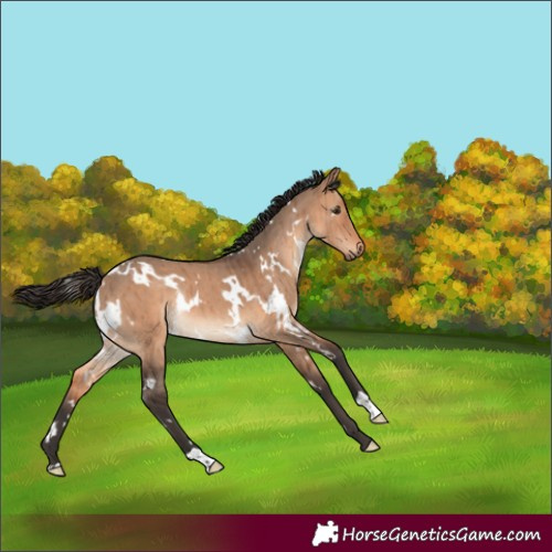 Horse Color:White Spotted Bay Dun Rabicano Brindle