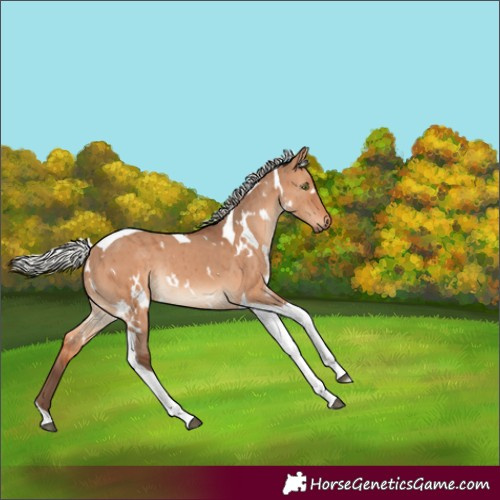 Horse Color:White Spotted Silver Brown Dun Tobiano Rabicano Brindle