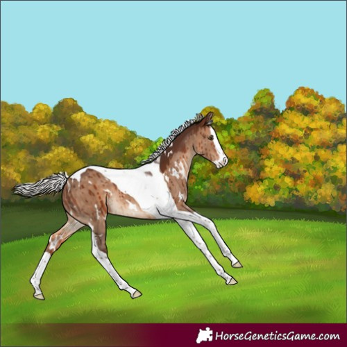 Horse Color:White Spotted Silver Brown Dun Splash Tobiano Brindle