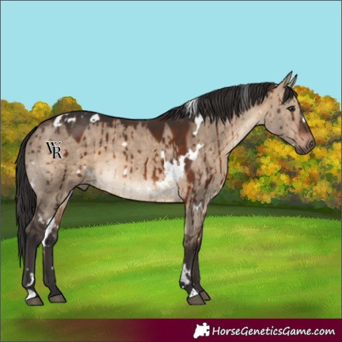 Horse Color:White Spotted Brown Dun Brindle 