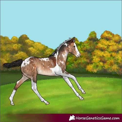 Horse Color:White Spotted Brown Dun Splash Tobiano Rabicano Brindle
