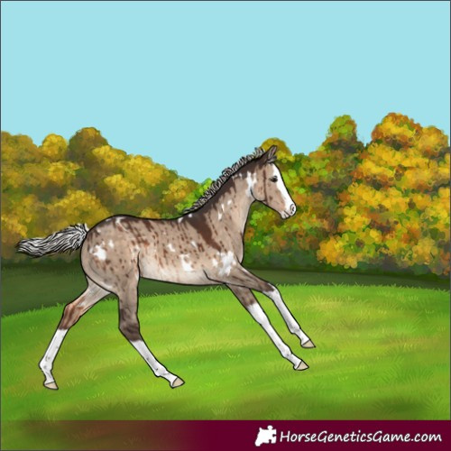 Horse Color:White Spotted Silver Brown Dun Splash Rabicano Brindle