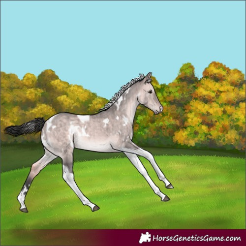 Horse Color:Platinum White Spotted Bay Dun Tobiano Rabicano Brindle 
