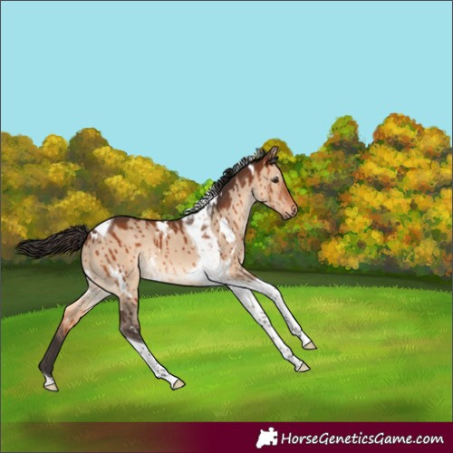 Horse Color:White Spotted Bay Dun Tobiano Rabicano Brindle 