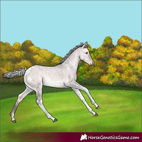 Horse Color:Platinum White Spotted Silver Brown Dun Tobiano Rabicano Brindle