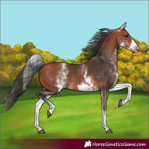 Horse Color:White Spotted Bay Frame 