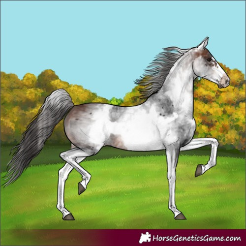 Horse Color:White Spotted Bay Frame 