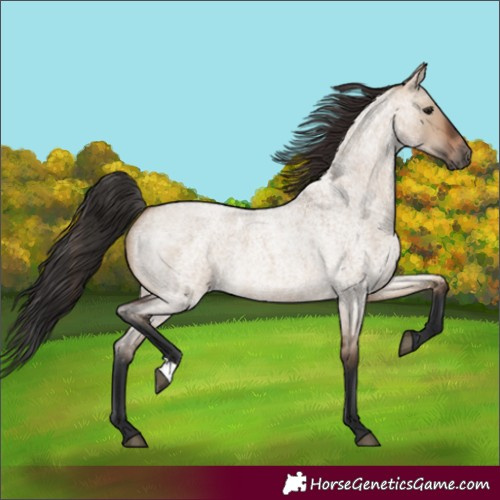 Horse Color:Brown Roan Dun 