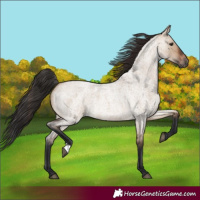 Horse Color:Brown Roan Dun 